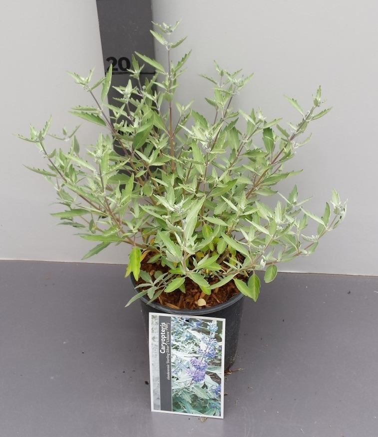 Caryopteris x clandonensis 'Lissilv' (Sterling Silver) - pot - 30-40 cm -