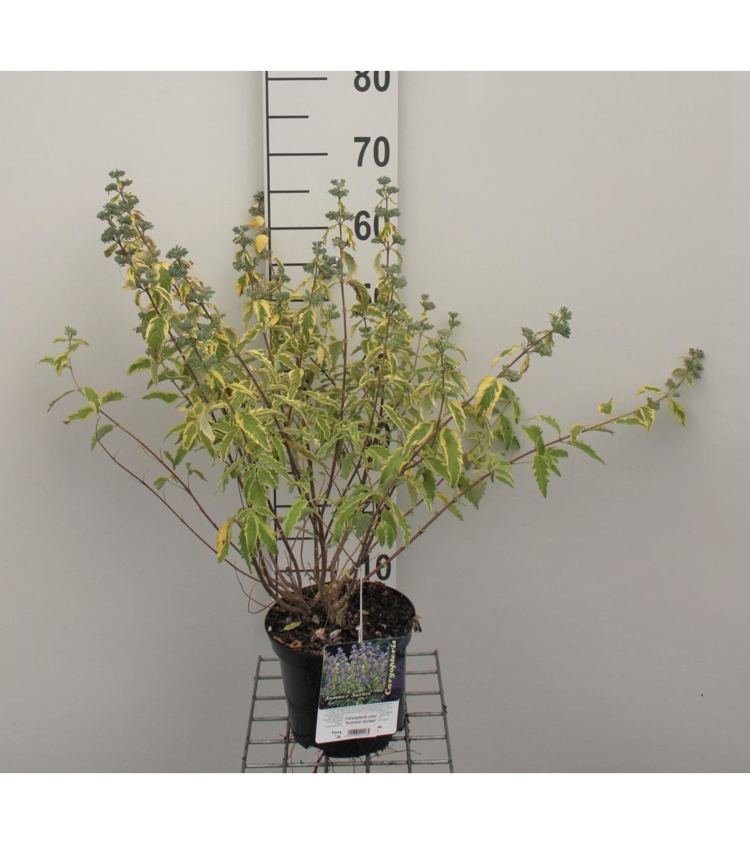 Caryopteris x clandonensis 'Summer Sorbet' - pot - 30-40 cm -