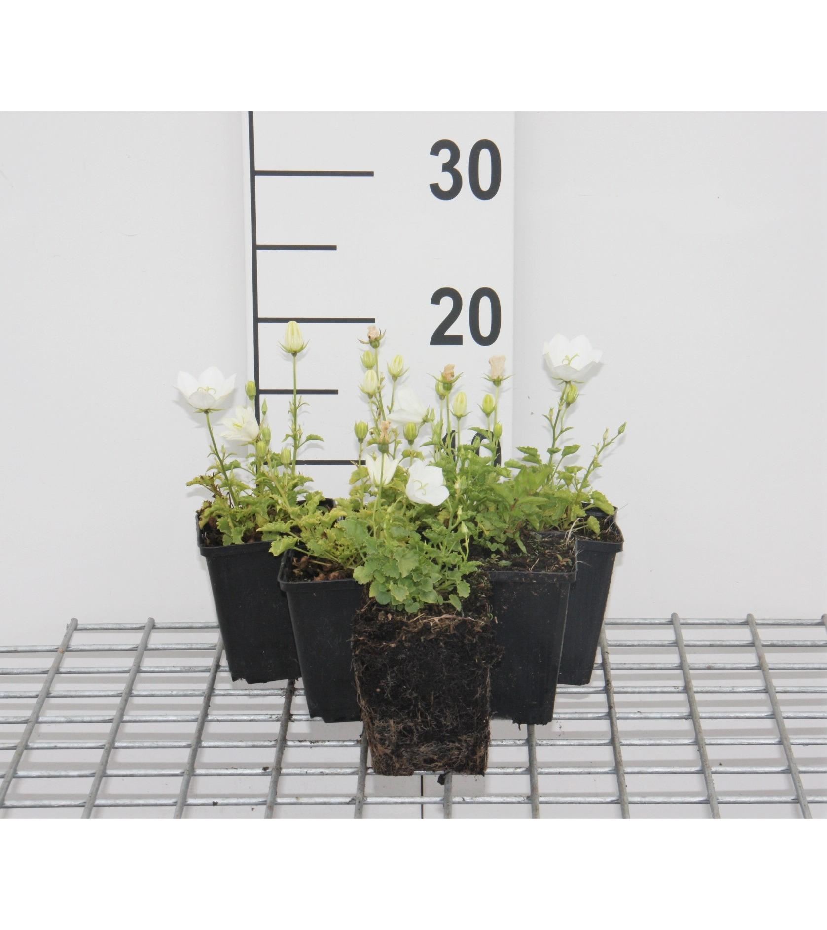 Campanula carpatica'Weisse Clips'- pot 9x9 cm - Karpatenklokje afbeelding