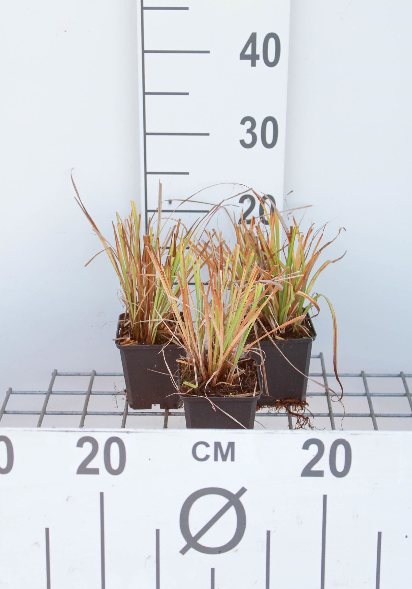 Carex elata 'Aurea' - pot 9x9 cm