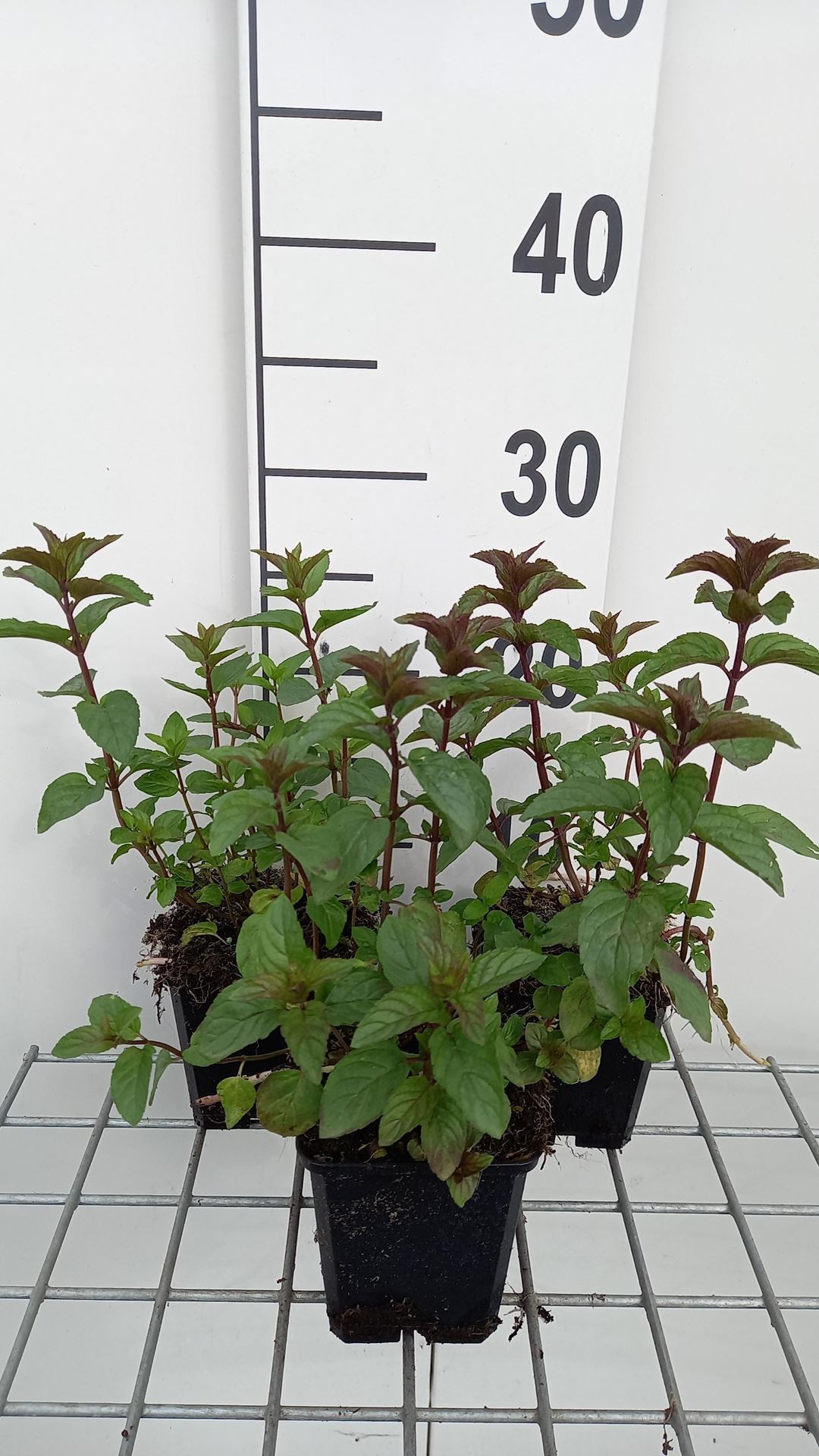 Chocolademunt - pot 9x9 cm (Mentha x piperita'Chocolate') - Munt'Chocolademunt' afbeelding