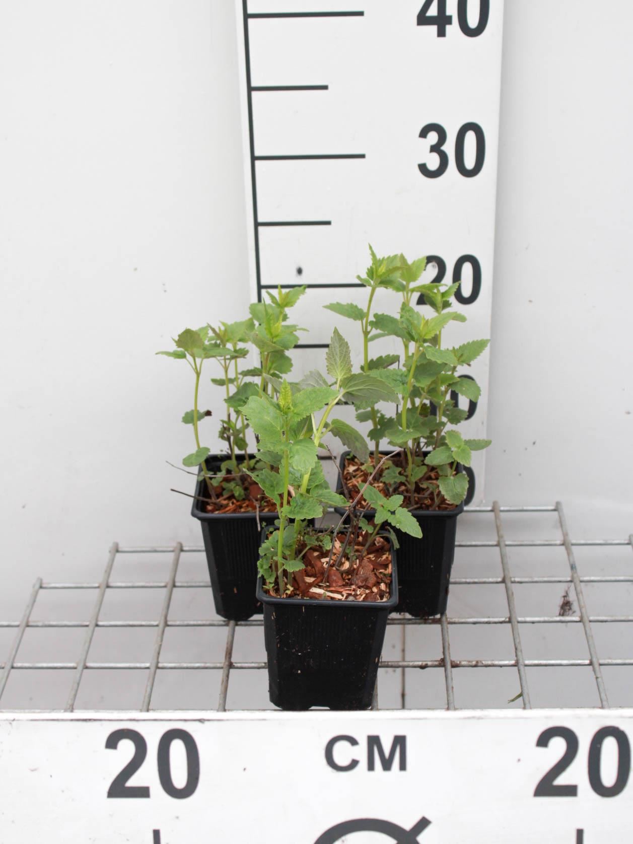 Agastache foeniculum - pot 9x9 cm (Dropplant'Paarsbloeiend') - Dropnetel / Dropplant / Anijsnetel / Koreaanse munt afbeelding
