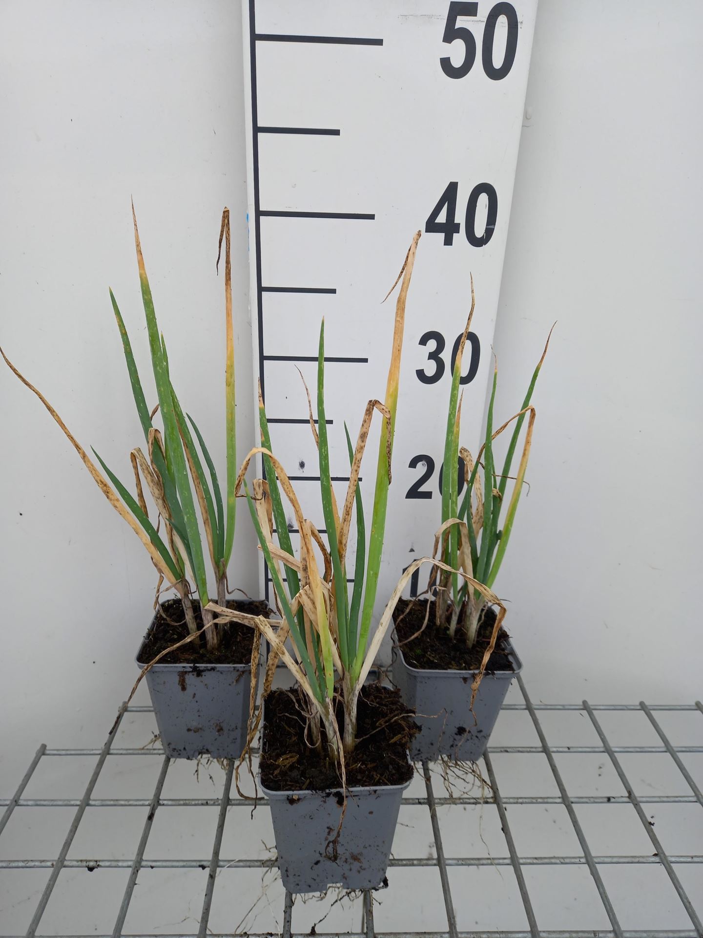 Grove bieslook, Stengelui, pijpajuin - pot 9x9cm (Allium fistulosum) - Stengelui / Grove bieslook / Pijplook / Grof bieslook afbeelding