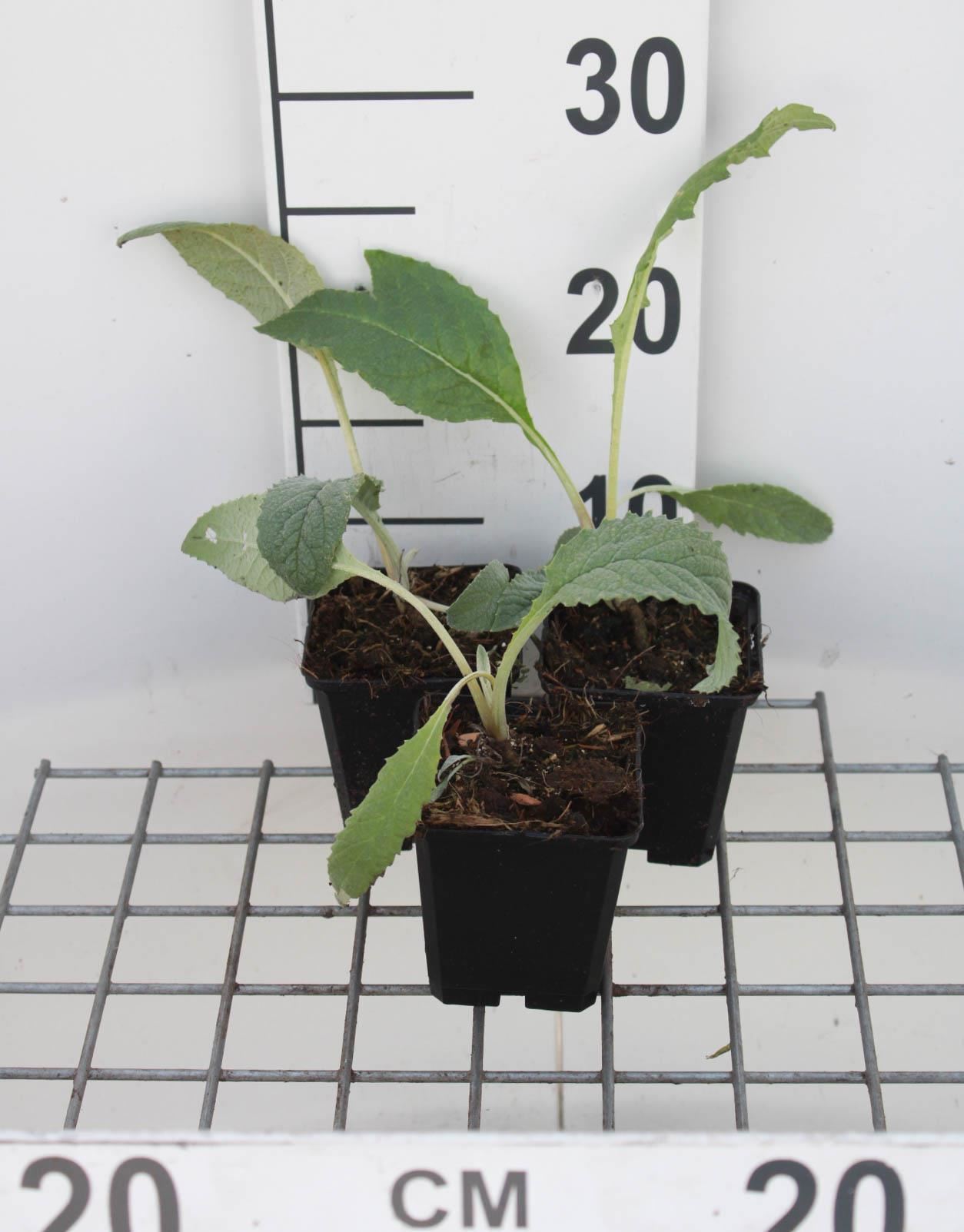 Artisjok - pot 9x9 cm (Cynara scolymus) - Artisjok afbeelding