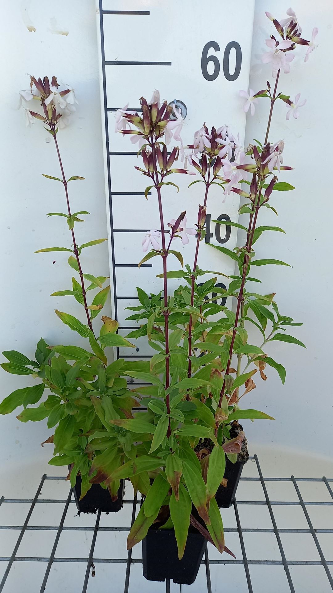 Saponaria officinalis - pot 9x9 cm (Zeepkruid'Gewoon Zeepkruid') - Zeepkruid / Gewoon zeepkruid afbeelding