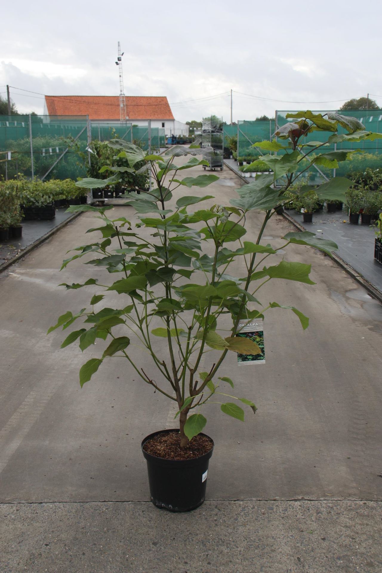 Catalpa x erubescens'Purpurea'- pot 12L - 100-125 cm afbeelding