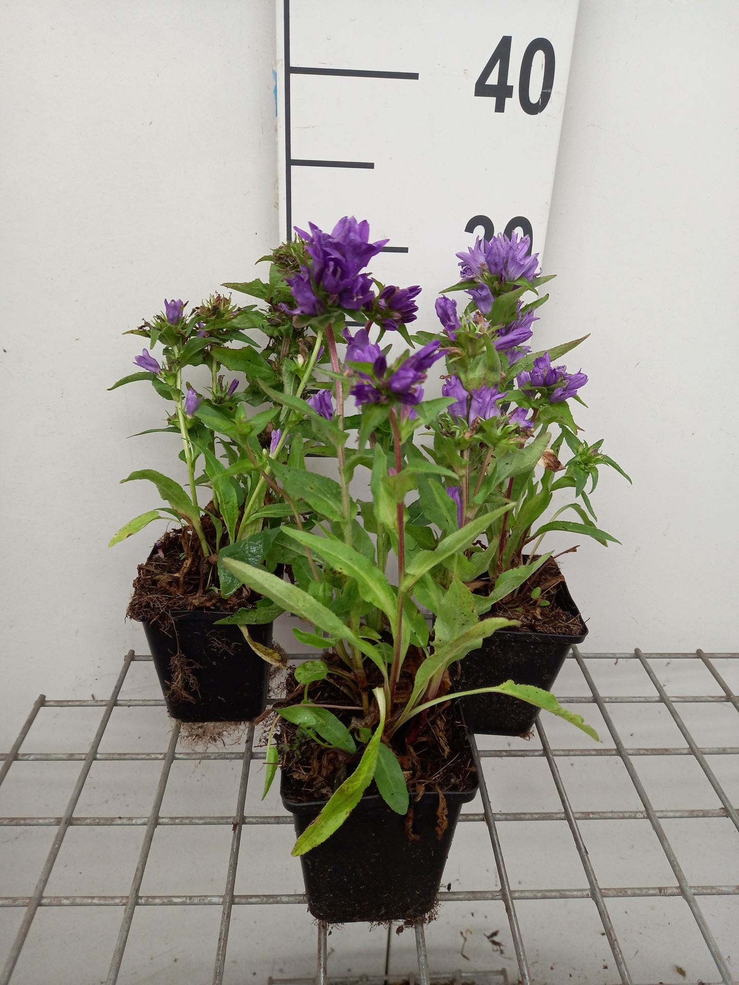 Campanula glomerata'Acaulis'- pot 9x9 cm afbeelding
