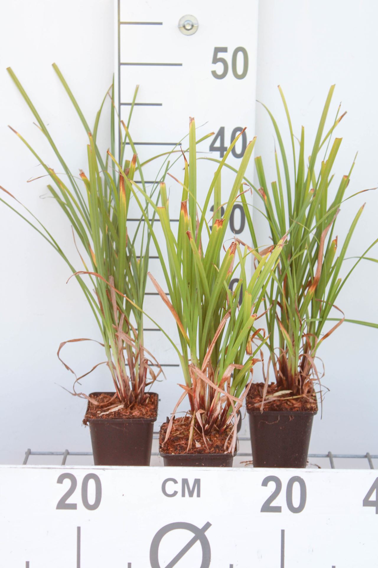 Carex grayi - pot 9x9 cm afbeelding