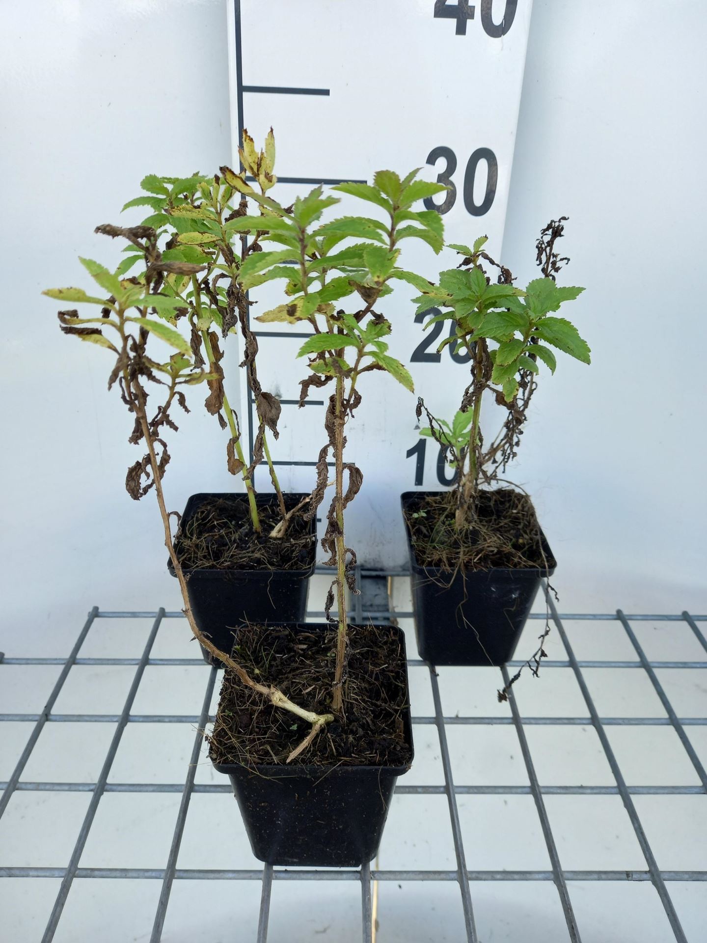 Campanula lactiflora'Loddon Anna'- pot 9x9 cm afbeelding