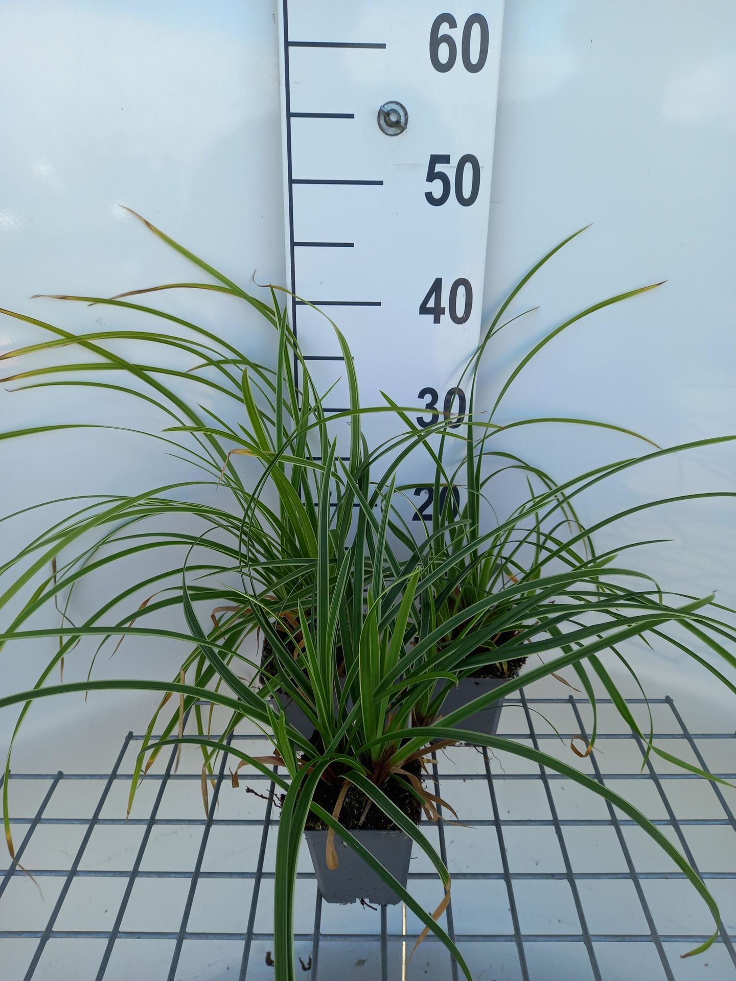 Carex morrowii'Ice Dance'- pot 9x9 cm - Zegge afbeelding