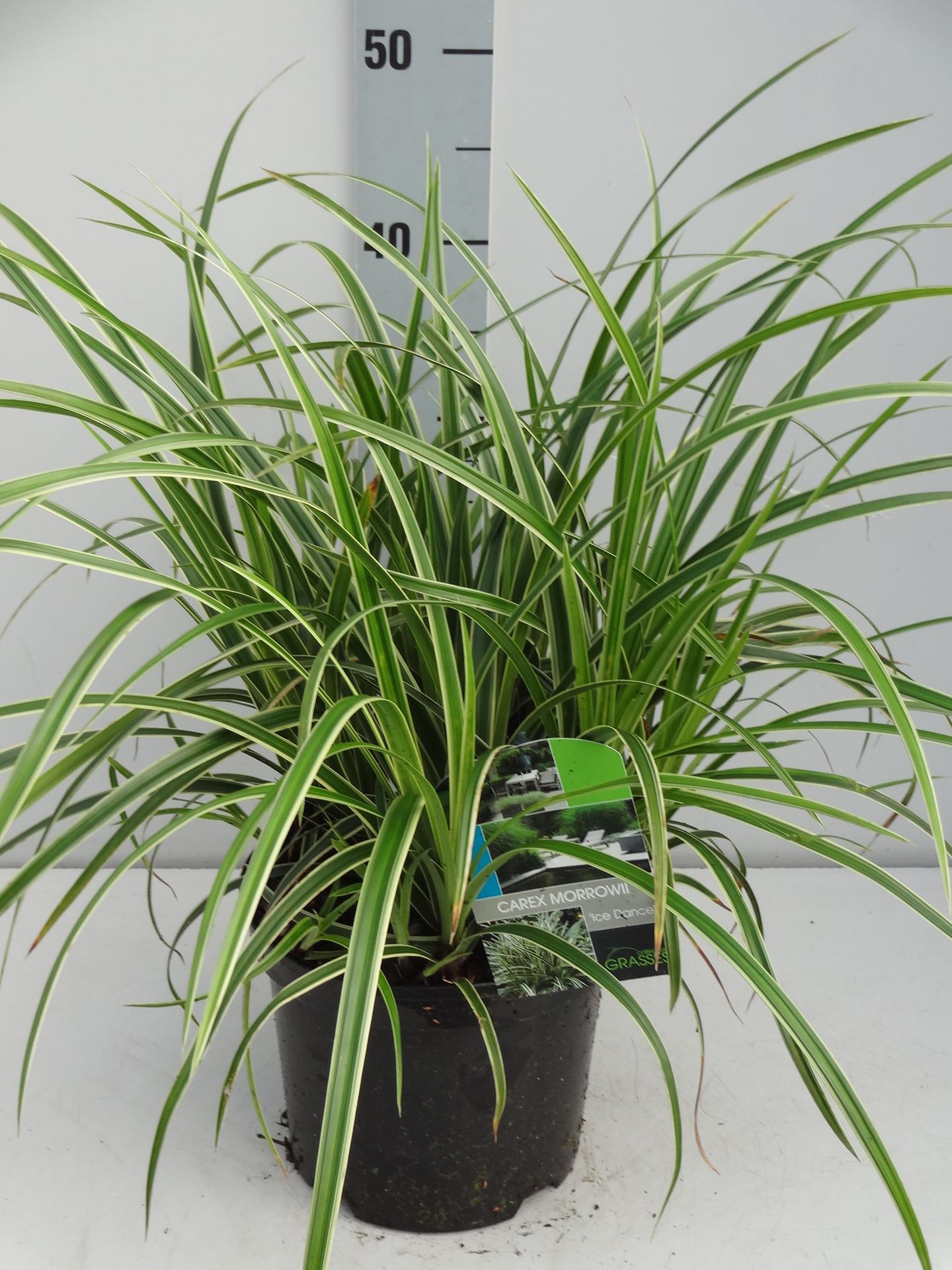Carex morrowii'Ice Dance'- pot 3L afbeelding