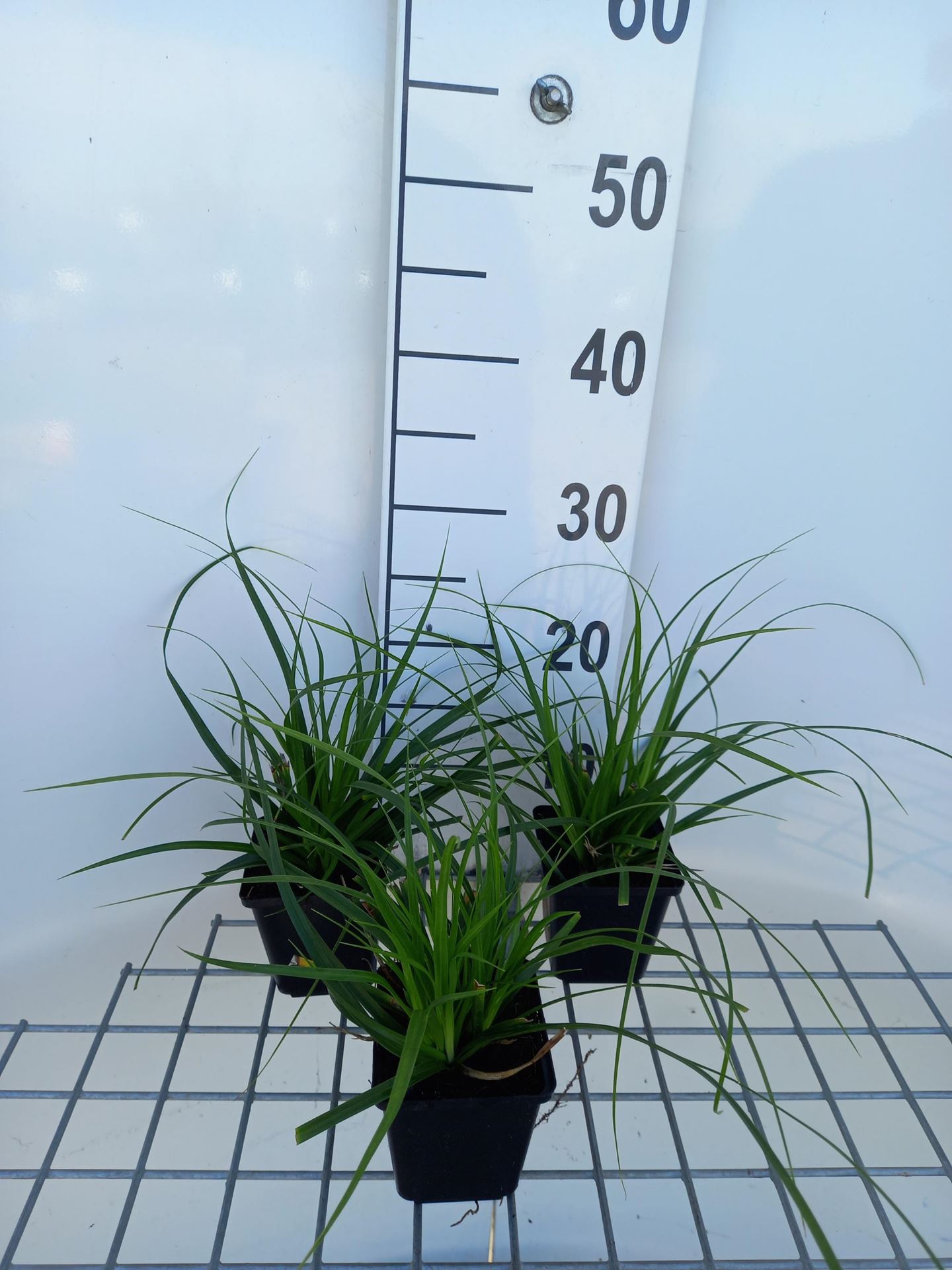 Carex morrowii'Mosten'- pot 9x9 cm afbeelding