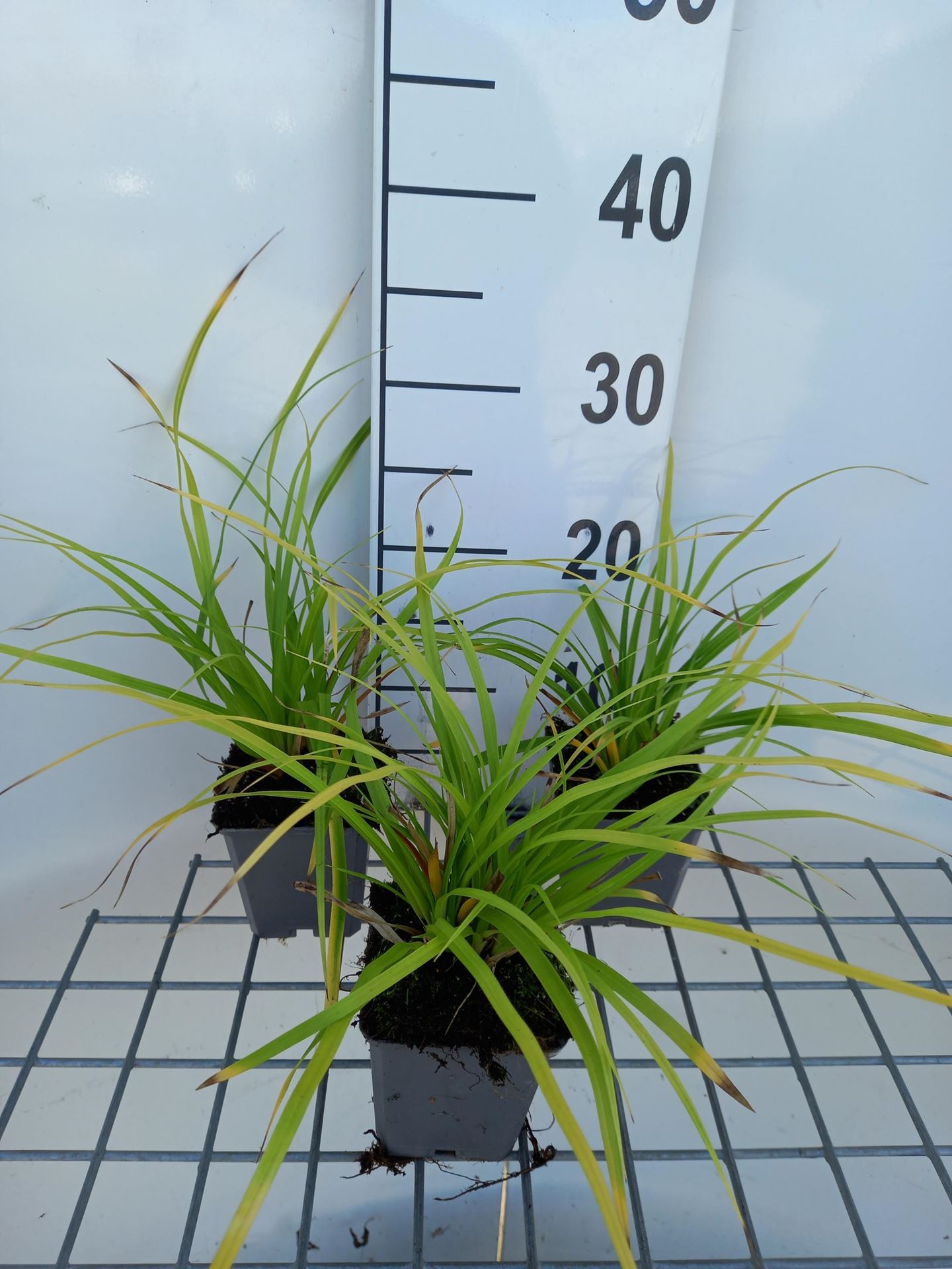 Carex morrowii - pot 9x9 cm afbeelding