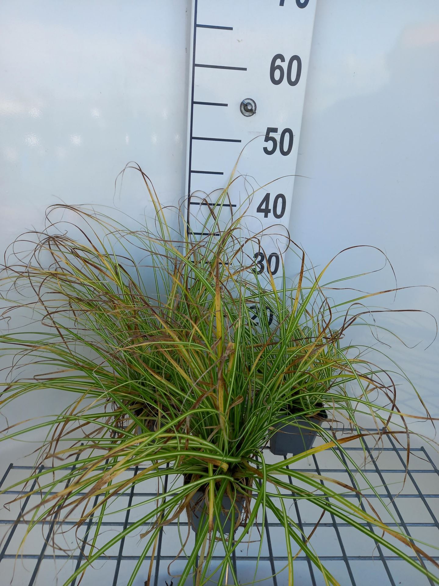 Carex oshimensis'Evergold'- pot 9x9 cm - Zegge afbeelding