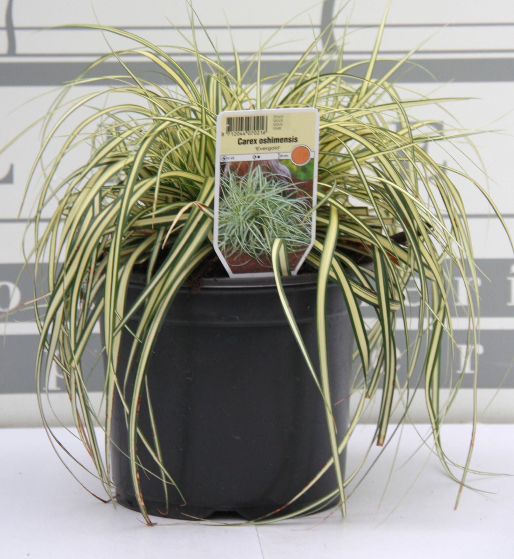 Carex oshimensis'Evergold'- pot 3L afbeelding