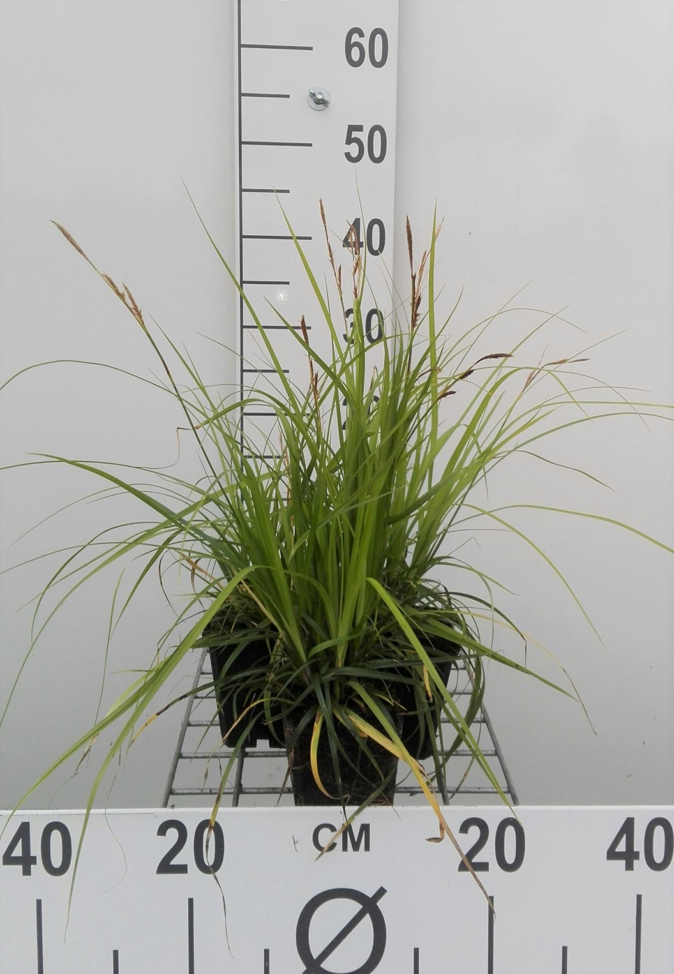 Carex oshimensis'Greenwell'- pot 9x9 cm afbeelding