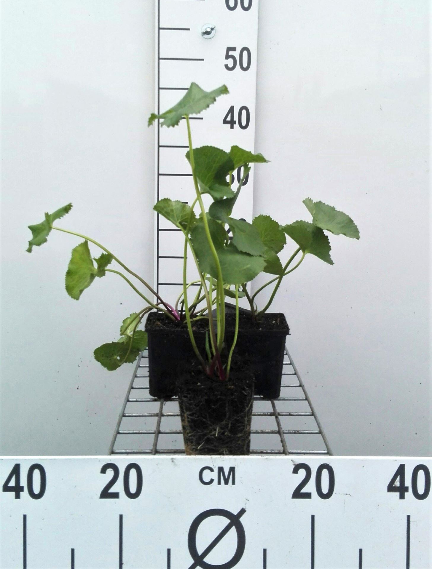 Caltha palustris - pot 9x9 cm - Gewone dotterbloem / Dotterbloem afbeelding