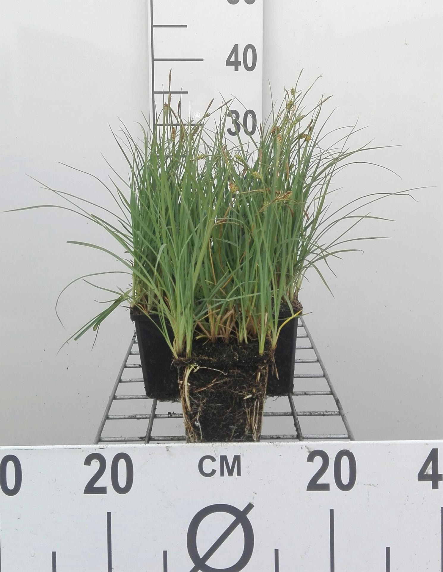 Carex panicea - pot 9x9 cm afbeelding
