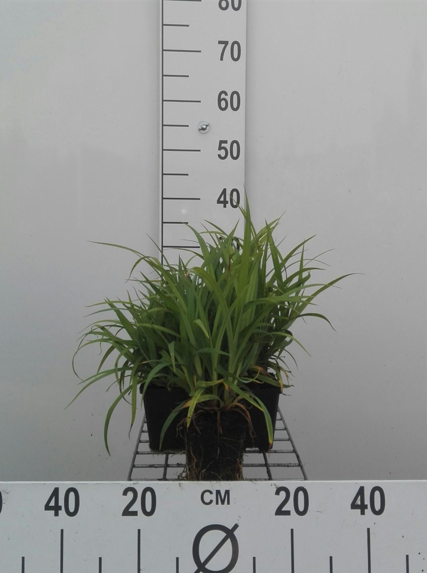 Carex pendula - pot 9x9 cm - Hangende zegge afbeelding