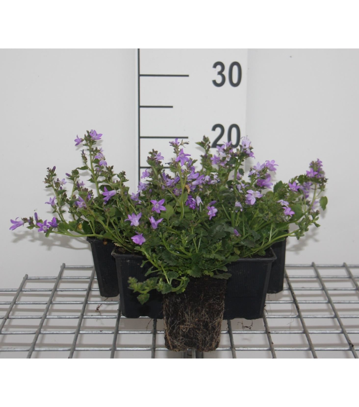 Campanula portenschlagiana - pot 9x9 cm - Dalmatiëklokje afbeelding