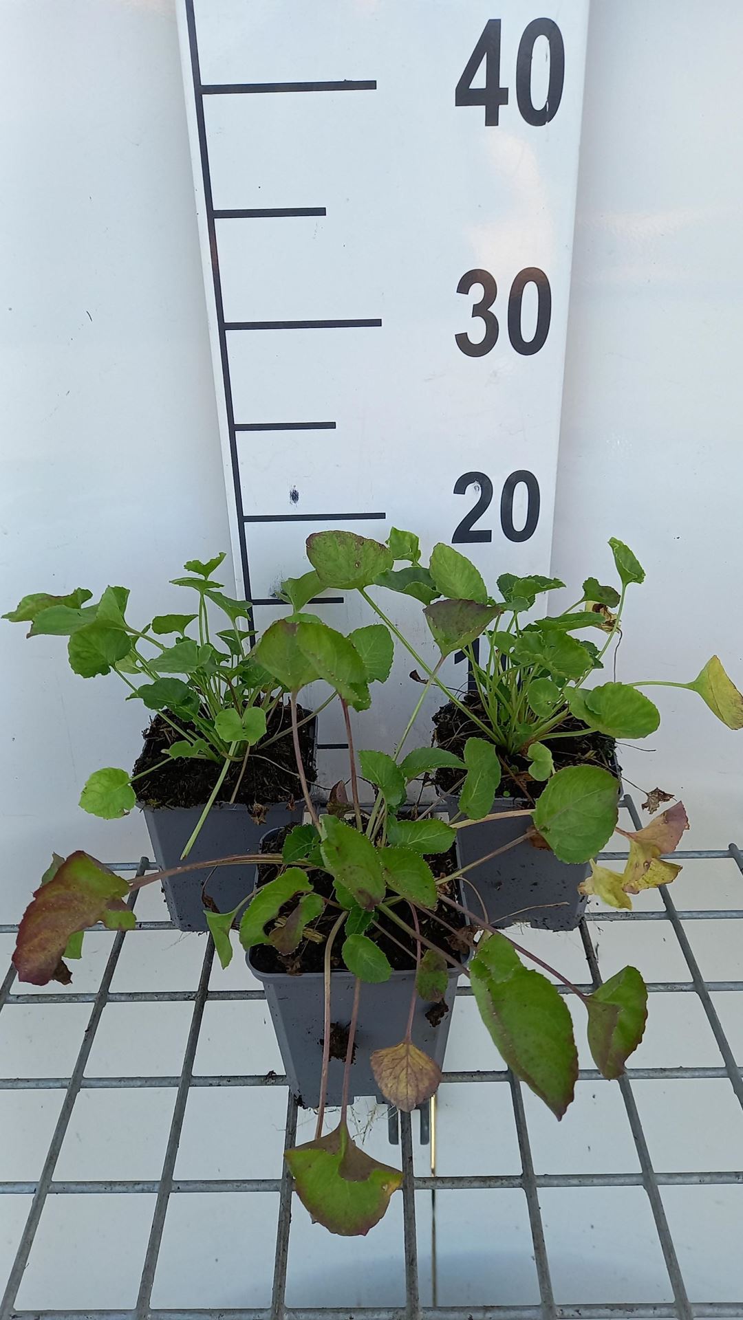 Campanula pyramidalis - pot 9x9 cm afbeelding
