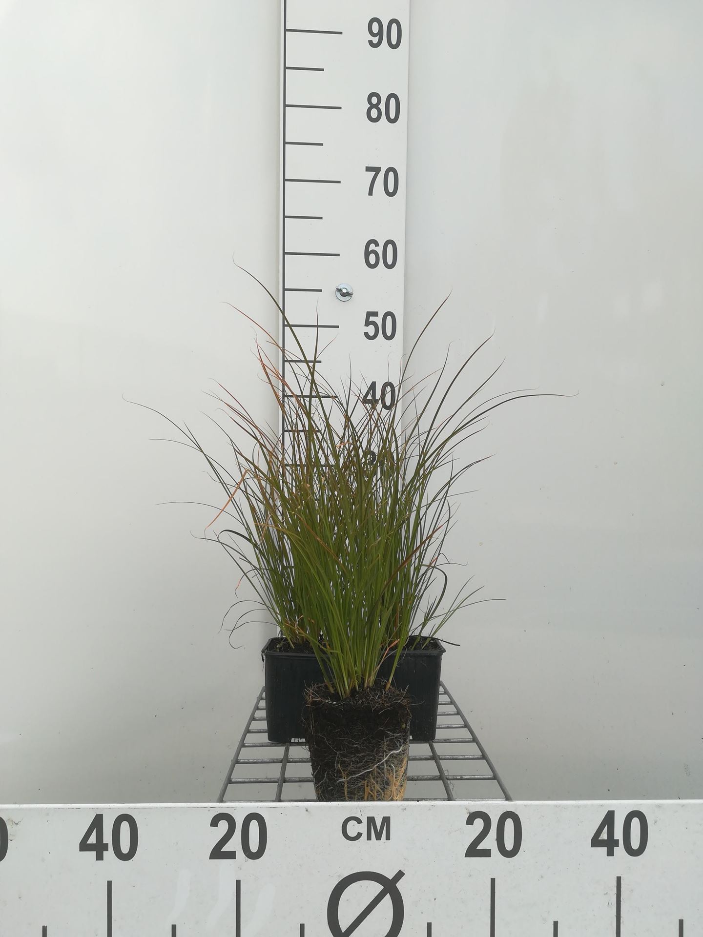 Carex testacea - pot 9x9 cm afbeelding
