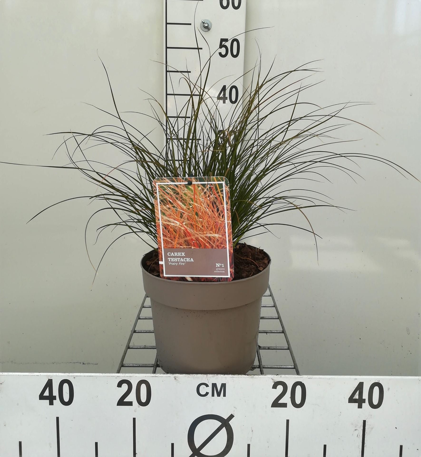 Carex testacea'Prairie Fire'- pot 3L afbeelding