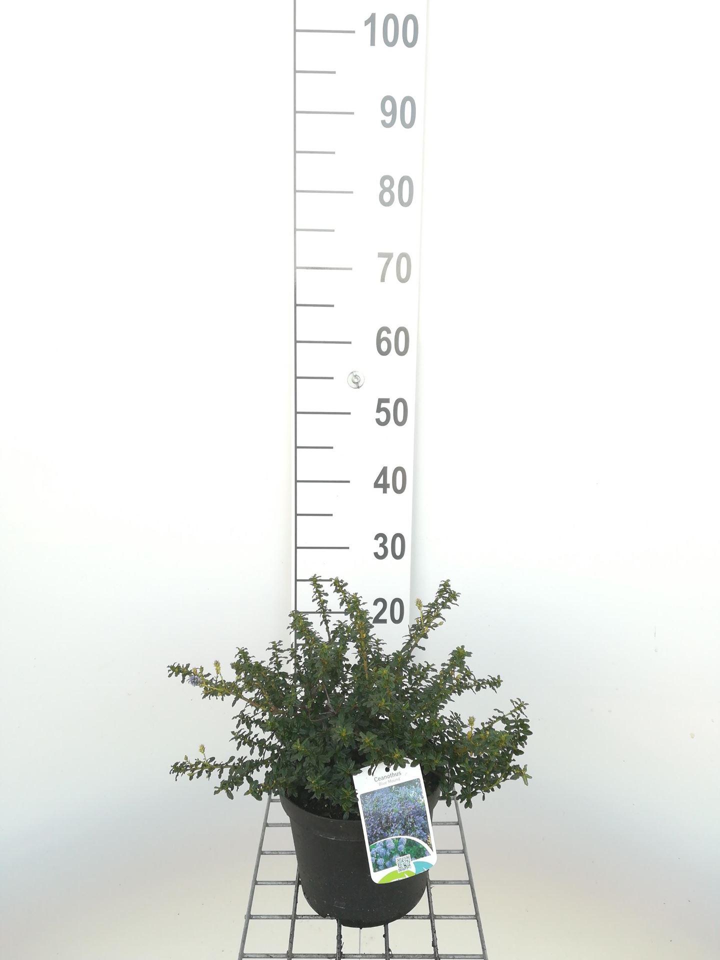 Ceanothus'Blue Mound'- pot - 25-30 cm afbeelding