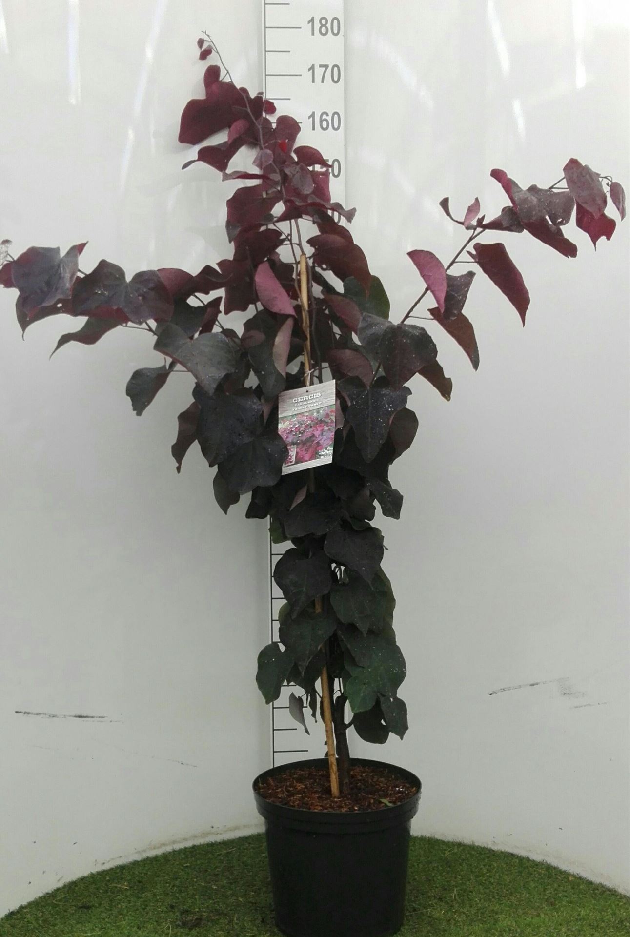 Cercis canadensis'Forest Pansy'- pot 12L - 80-100 cm afbeelding