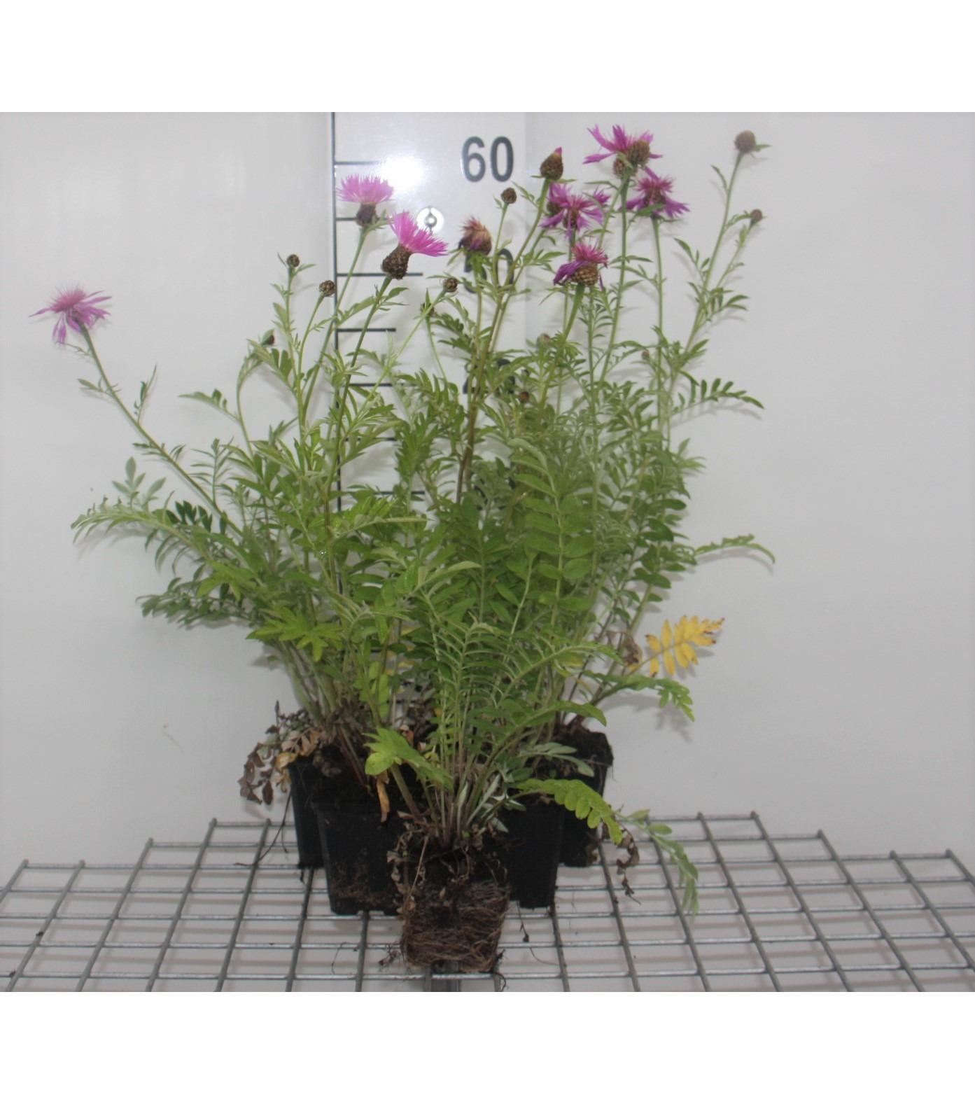 Centaurea dealbata - pot 9x9 cm afbeelding