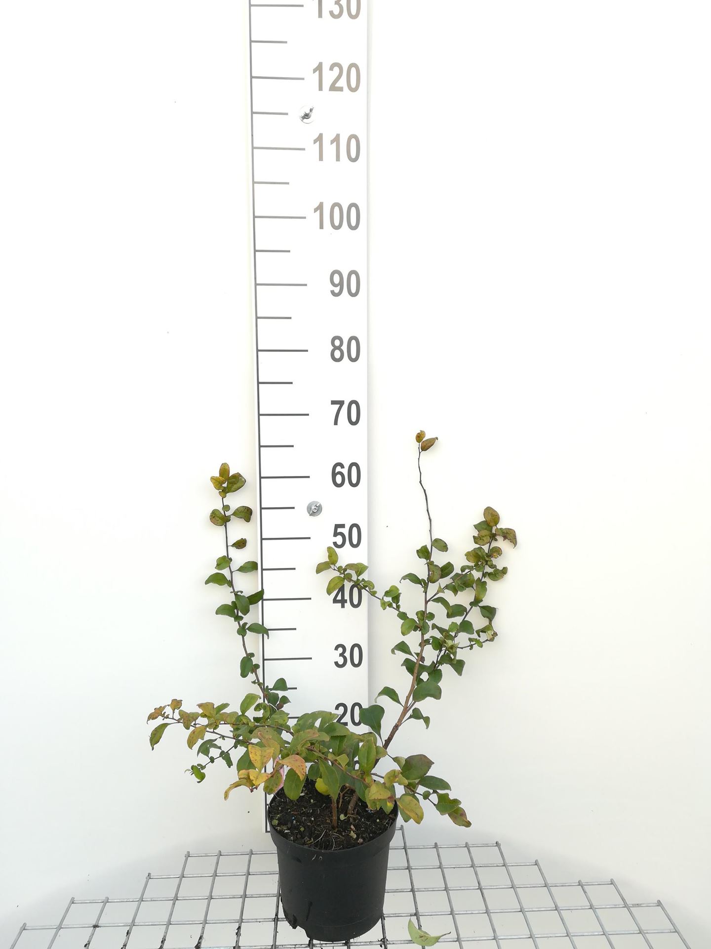 Chaenomeles x superba'Pink Lady'- pot - 30-40 cm afbeelding