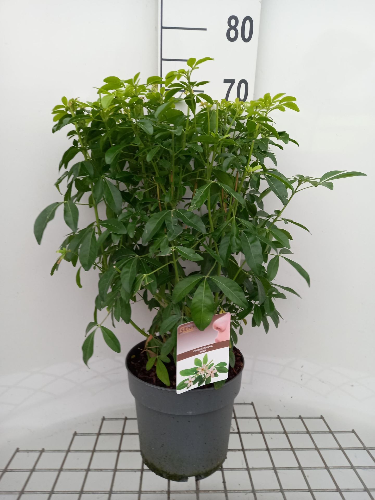 Choisya ternata - pot 5L - 40-50 cm - Choisya / Mexicaanse oranjebloesem / Glansmispel afbeelding