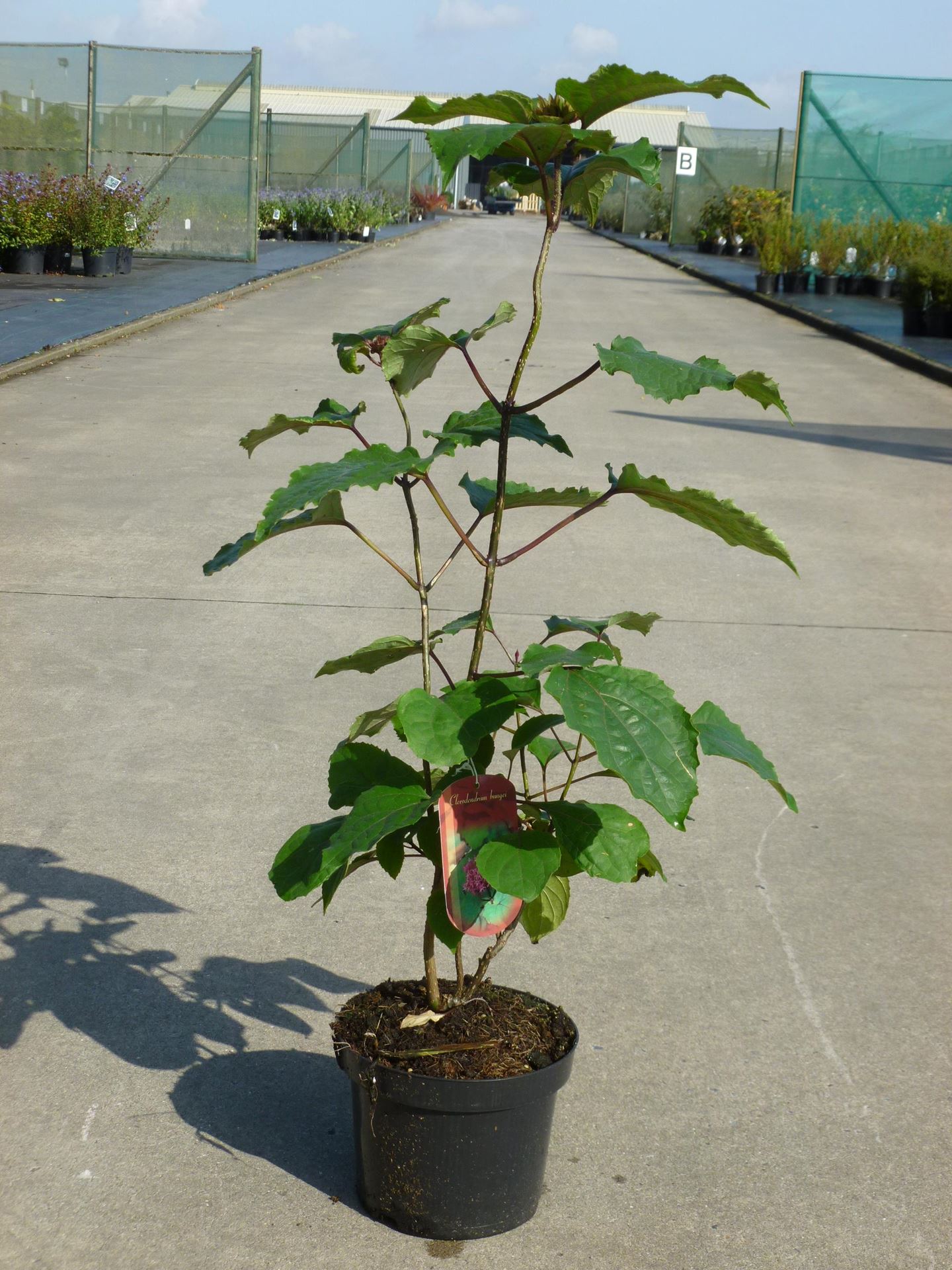 Clerodendrum bungei - pot - 40-60 cm -