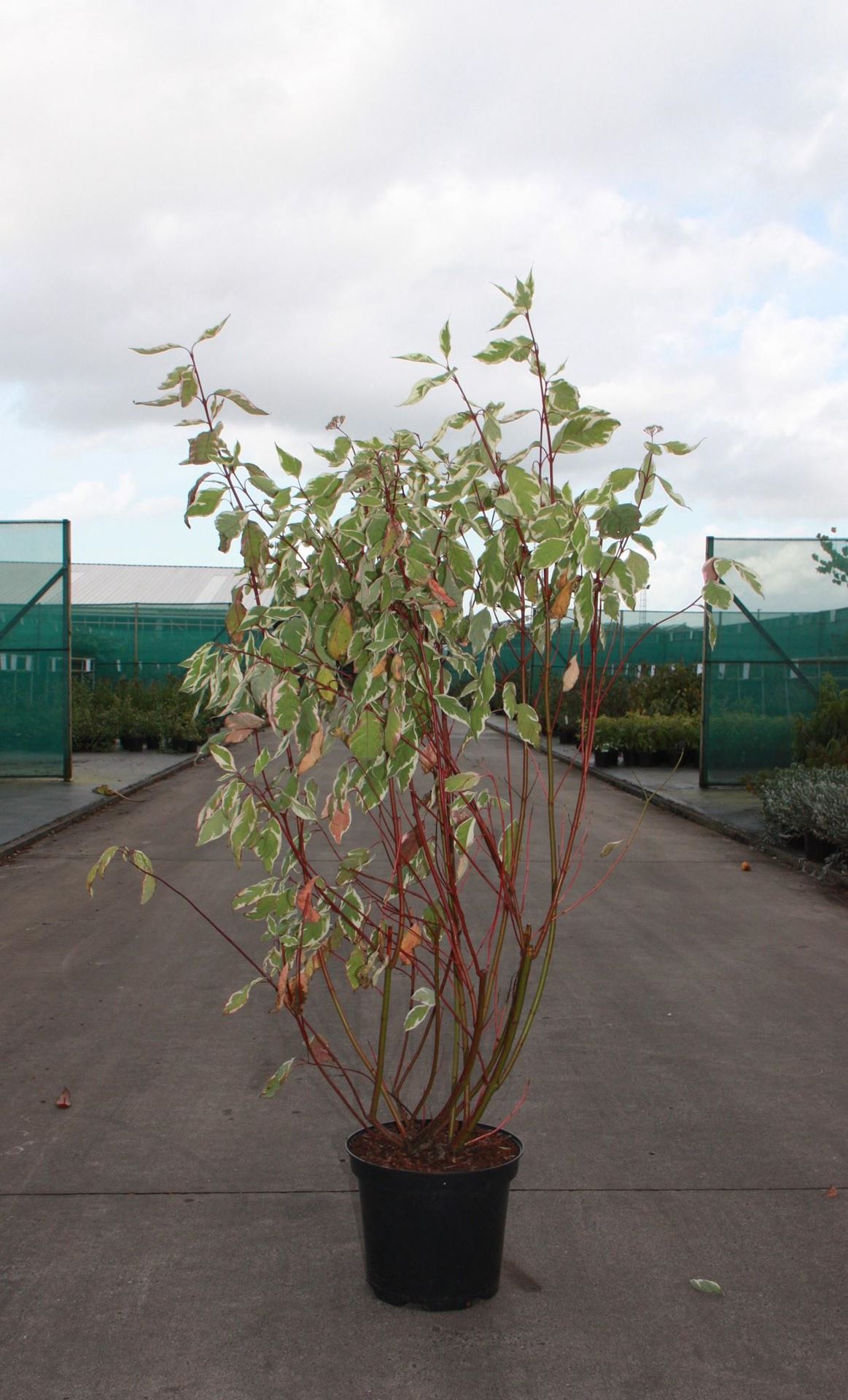 Cornus alba'Elegantissima'- pot 10L - 80-100 cm afbeelding