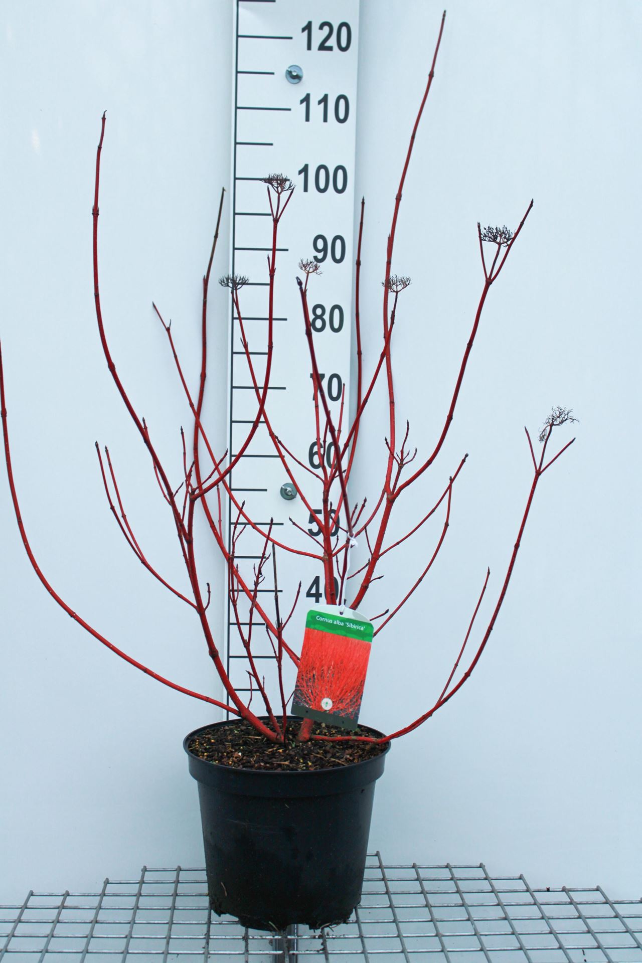Cornus alba'Sibirica'- pot 10L - 80-100 cm afbeelding