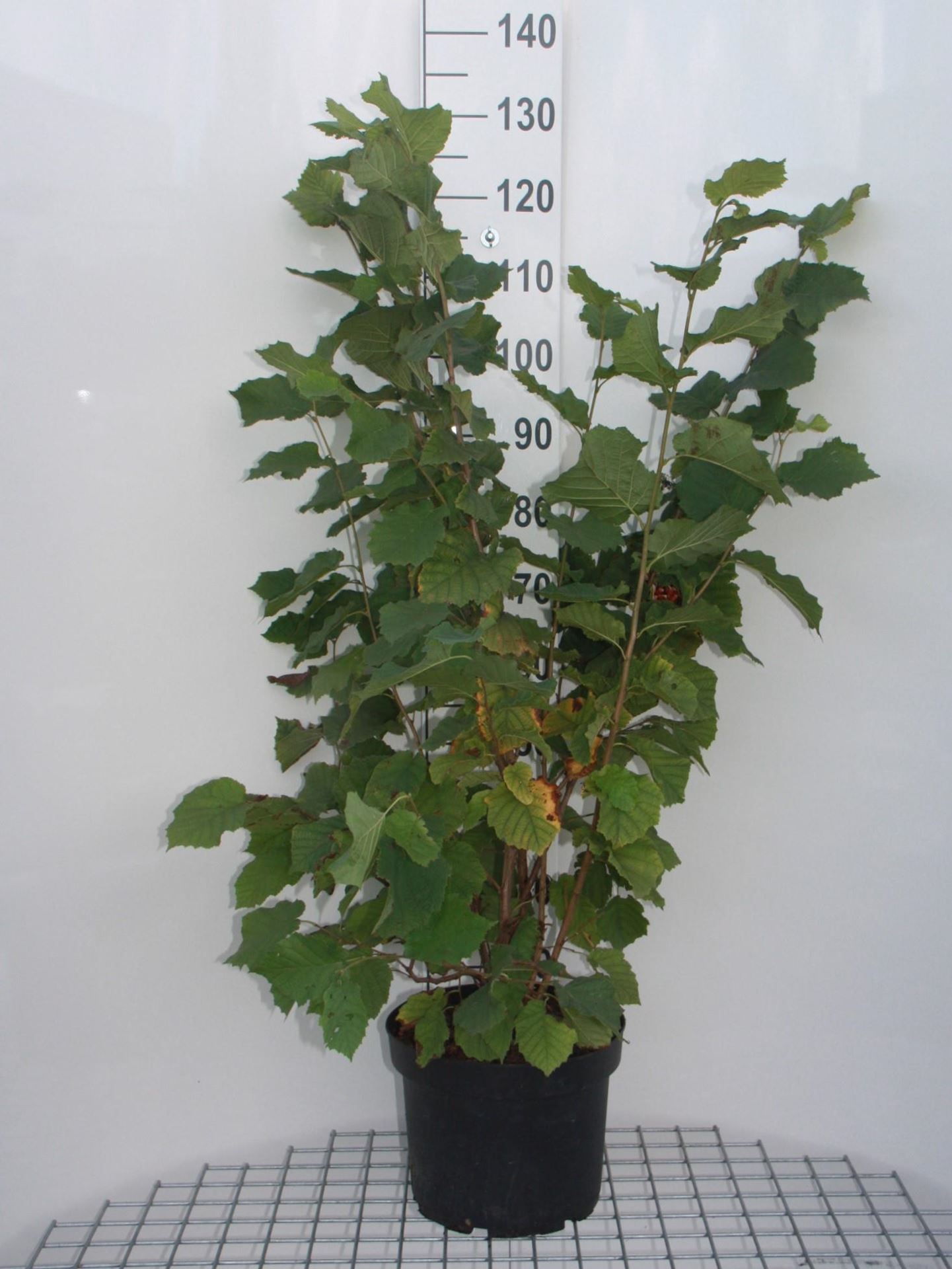 Corylus avellana - pot 10L - 80-100 cm afbeelding