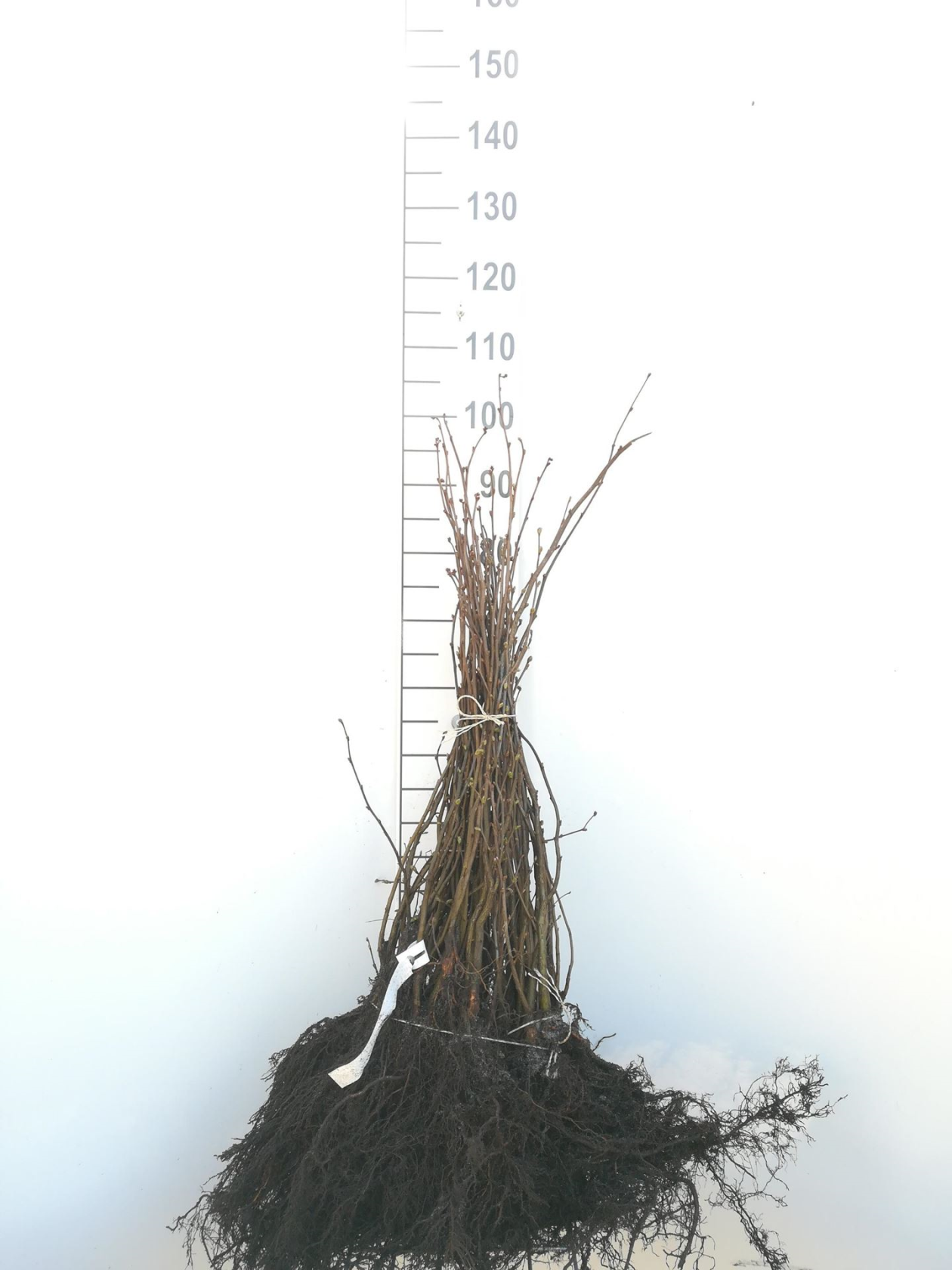 Corylus avellana - blote wortel - 60-90 cm - Hazelaar / Gewone hazelaar afbeelding
