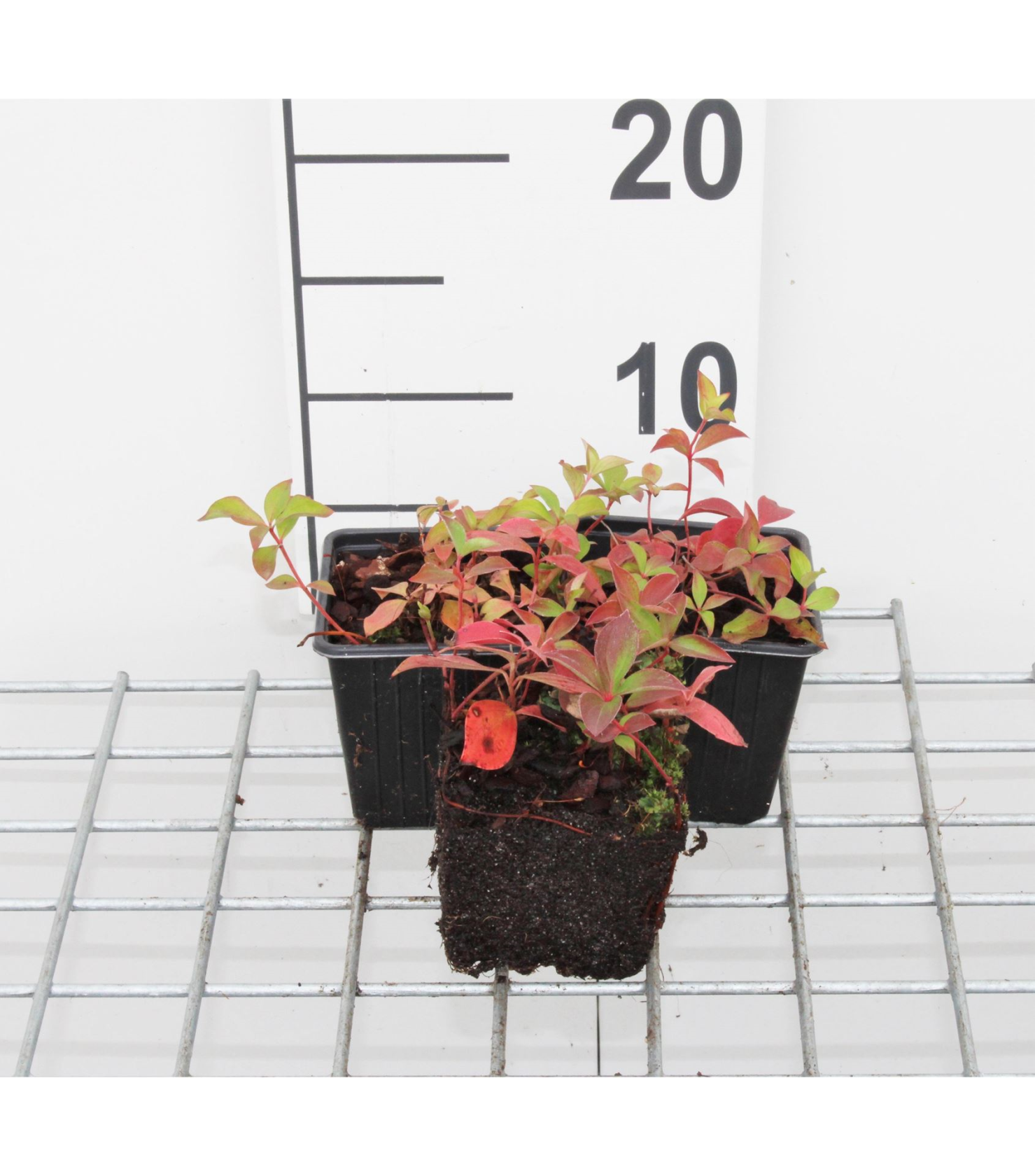 Cornus canadensis - pot 9x9 cm - Kruipende kornoelje / Dwergkornoelje / Canadese kornoelje afbeelding