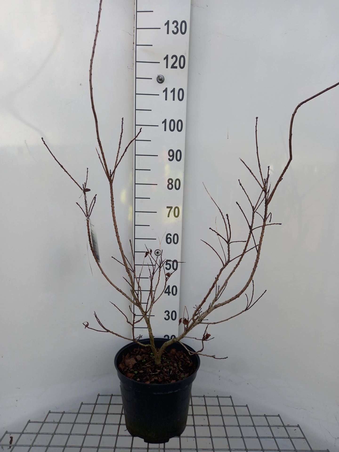 Cotinus coggygria 'Royal Purple' - pot 10L - 60-80 cm