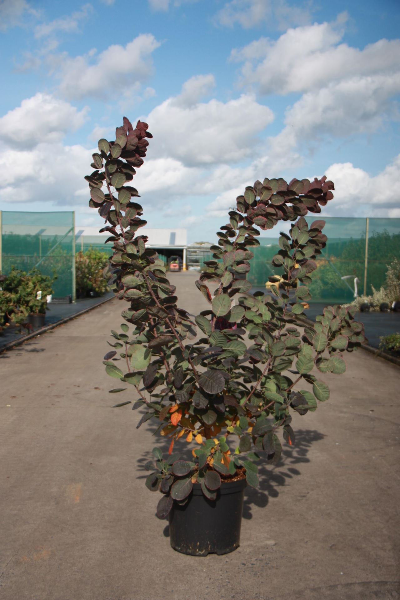 Cotinus coggygria'Royal Purple'- pot 12L - 100-125 cm afbeelding