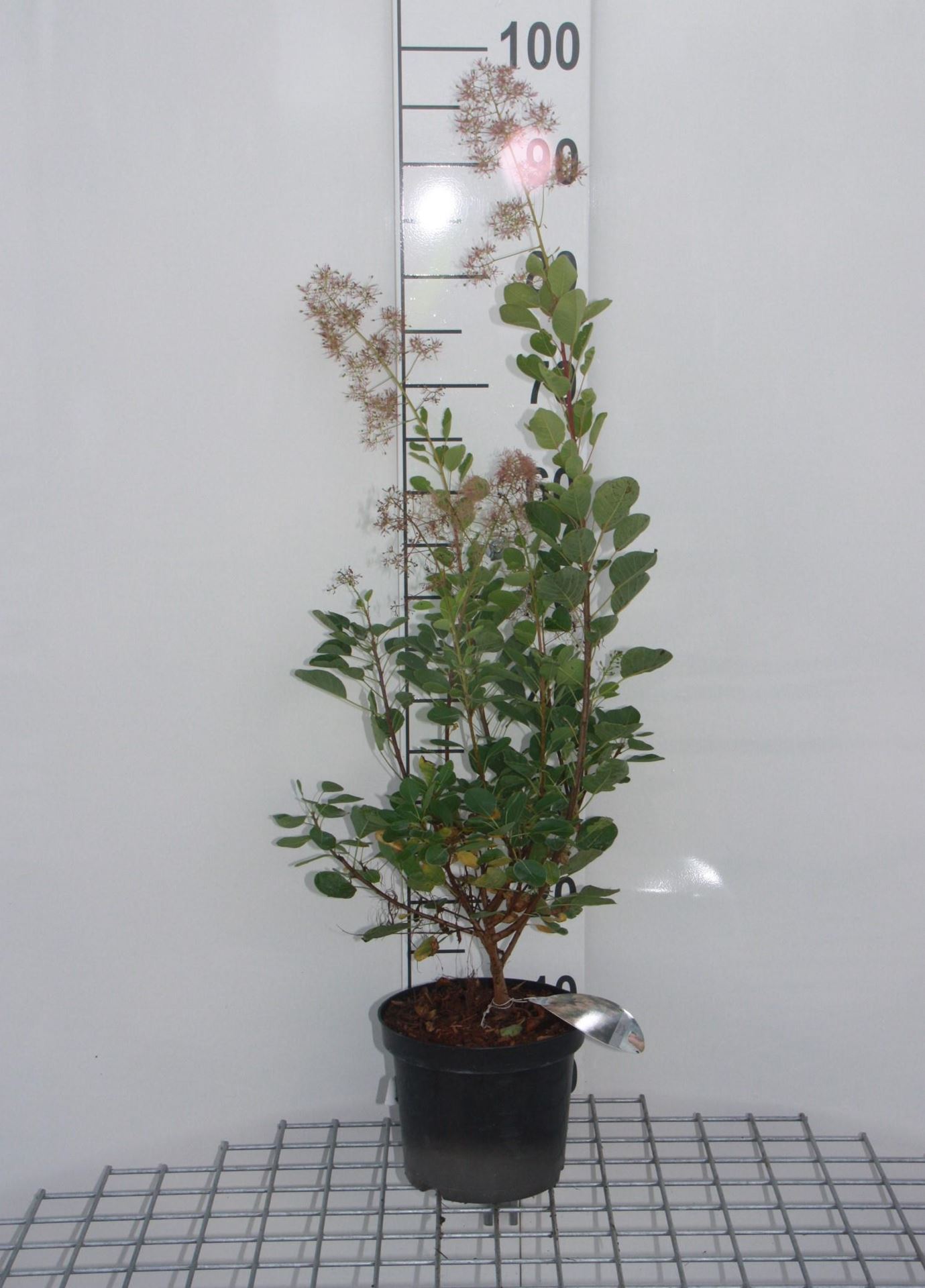 Cotinus coggygria 'Young Lady' - pot - 40-60 cm