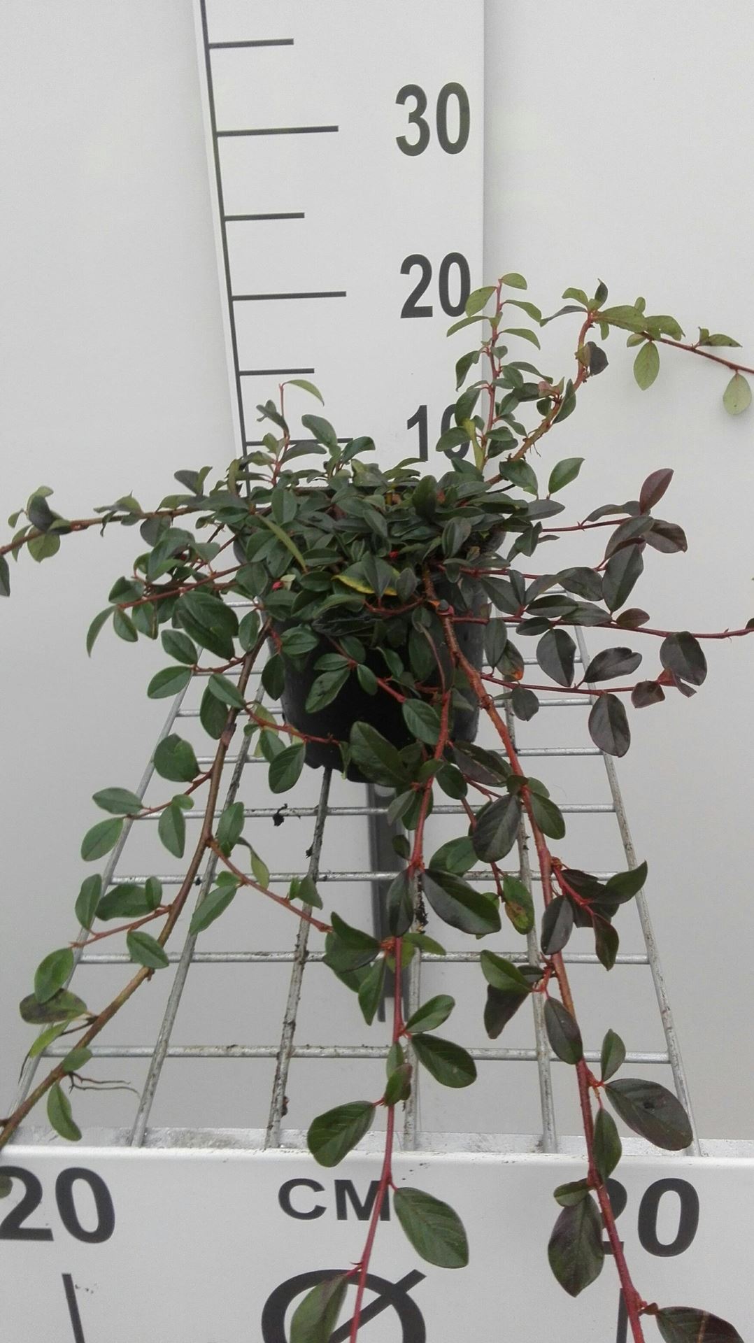 Cotoneaster dammeri - pot 1,3L - 20-30 cm - Dwergmispel afbeelding