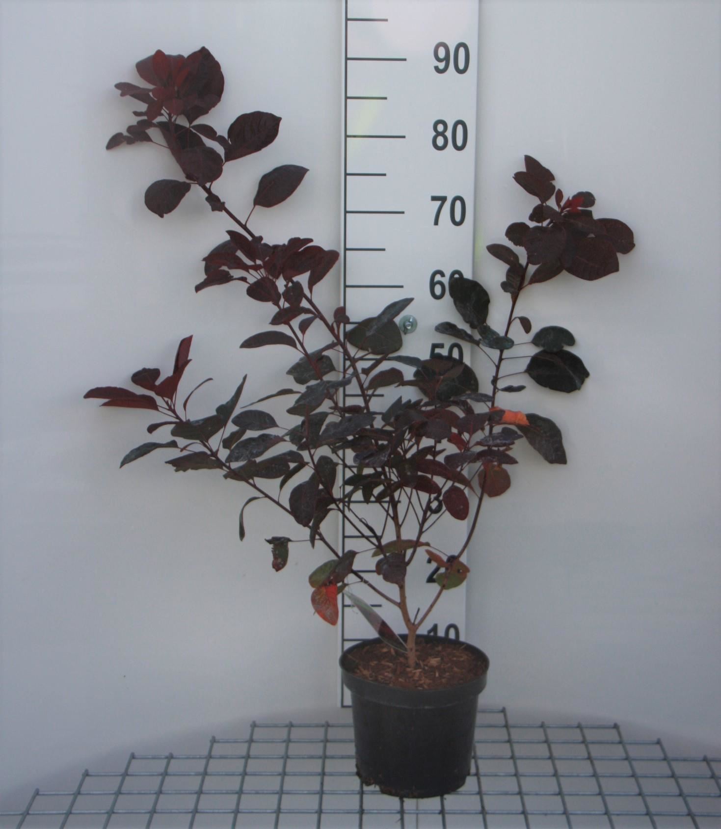 Cotinus 'Grace' - pot - 40-60 cm -