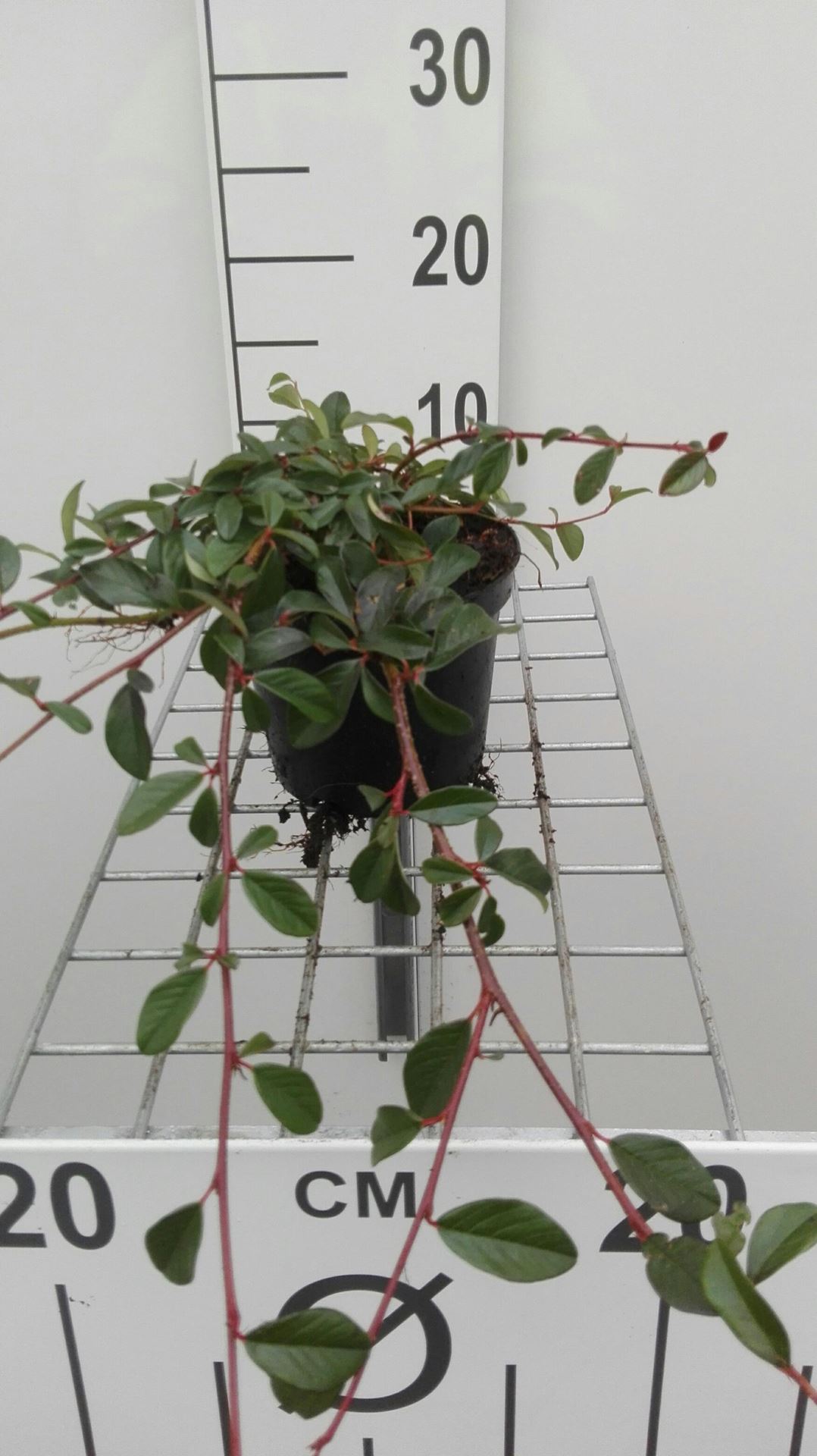 Cotoneaster dammeri'Major'- pot 1,3L - 20-30 cm - Dwergmispel afbeelding