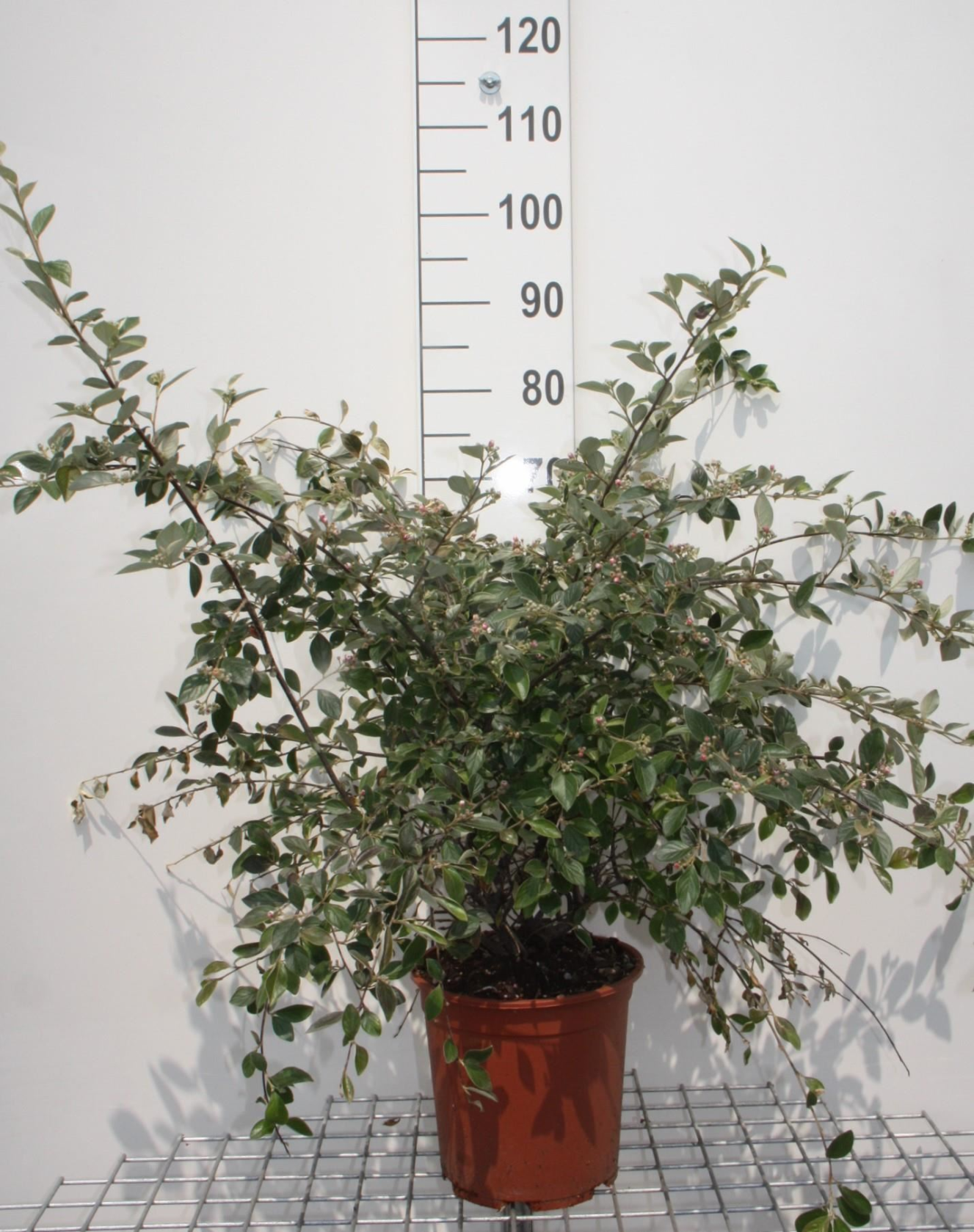 Cotoneaster franchetii - pot 10L - 80-100 cm -