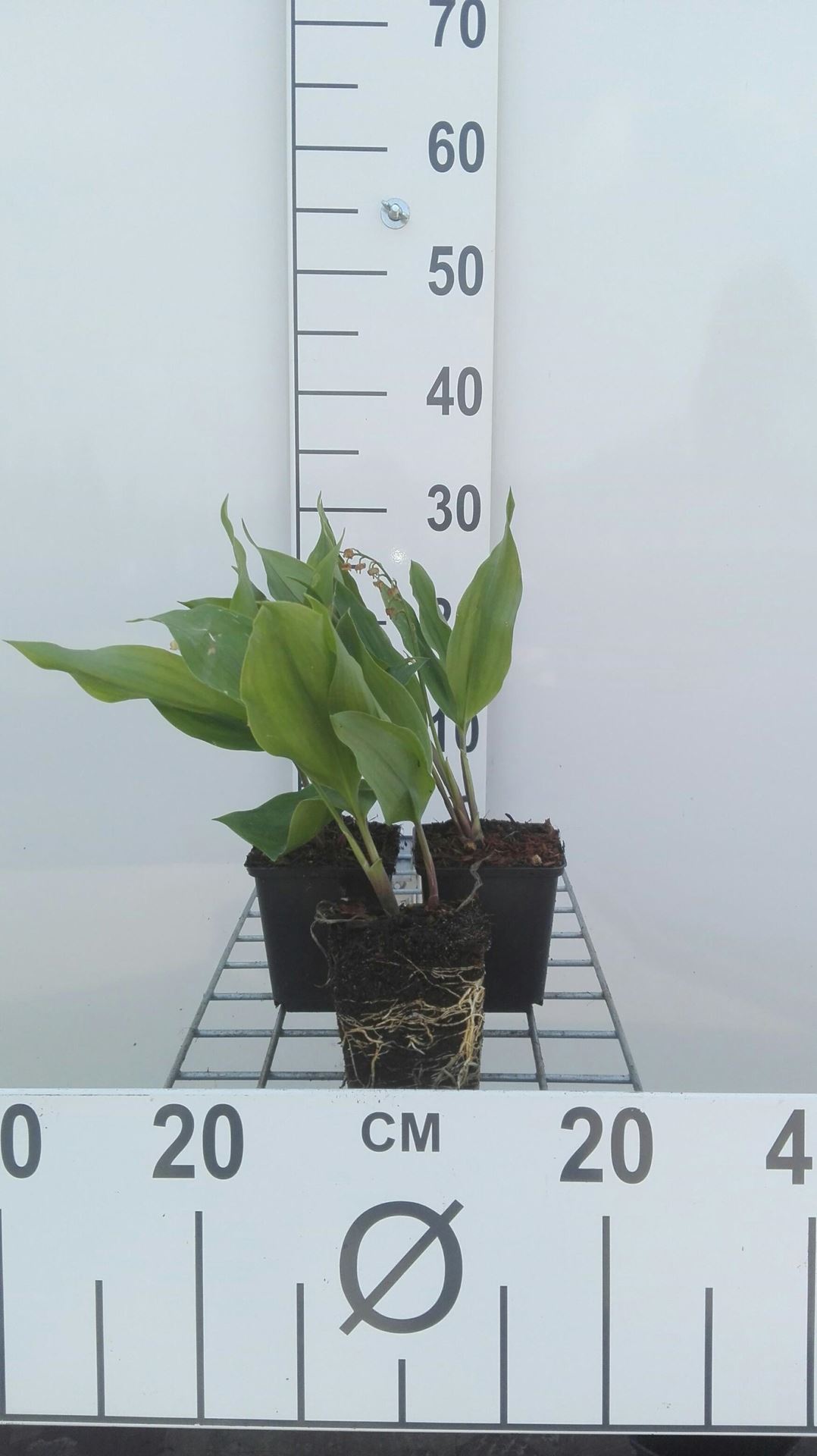Convallaria majalis - pot 9x9 cm - Lelietje-van-dalen / Lelietje-der-dalen / Meiklokje / Boslelie afbeelding