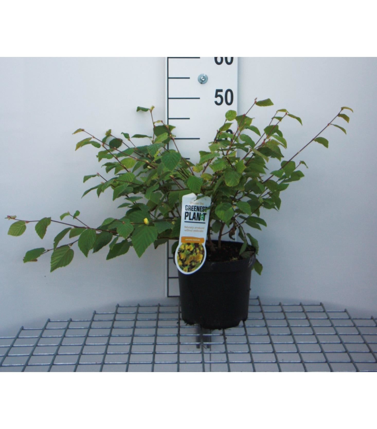 Corylopsis pauciflora - pot - 30-40 cm afbeelding