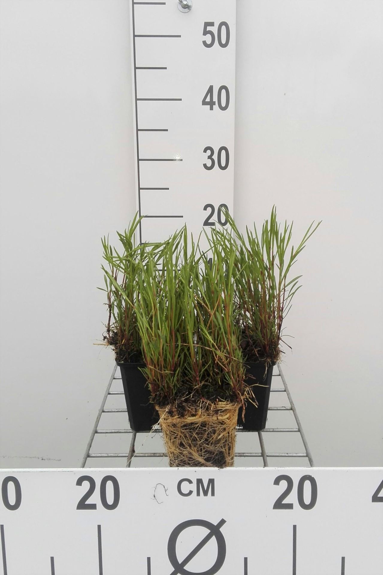 Coreopsis rosea'American Dream'- pot 9x9 cm - Meisjesogen afbeelding