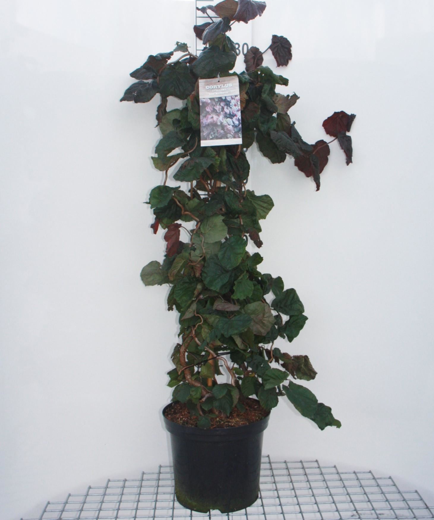 Corylus'Red Majestic'- pot 12L - 80-100 cm afbeelding