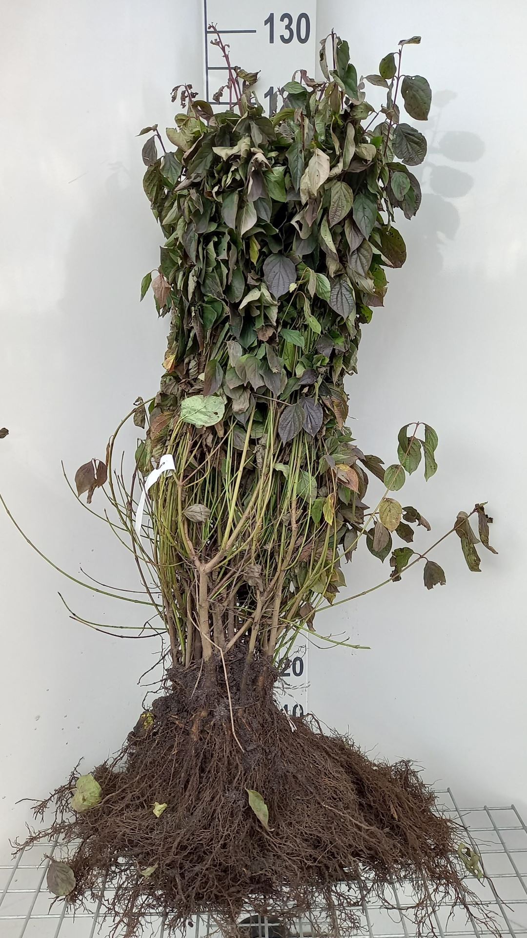 Cornus sanguinea - blote wortel - 60-90 cm afbeelding